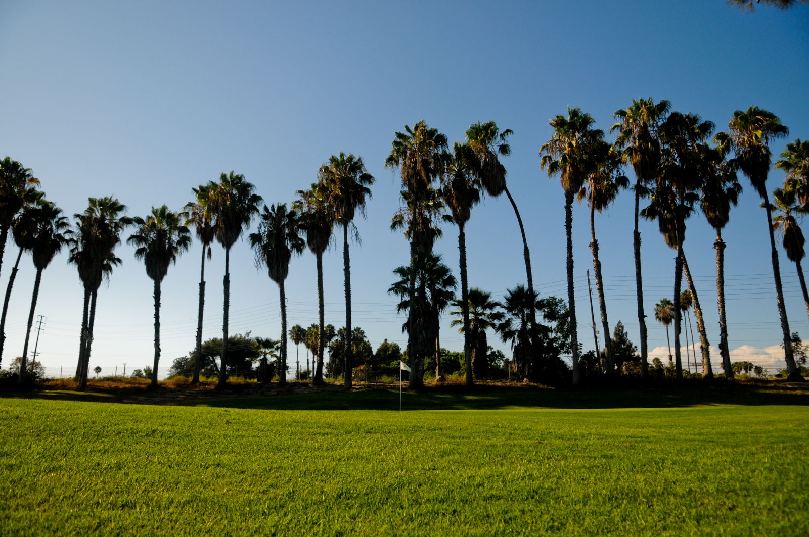 Palm trees on Golf Course