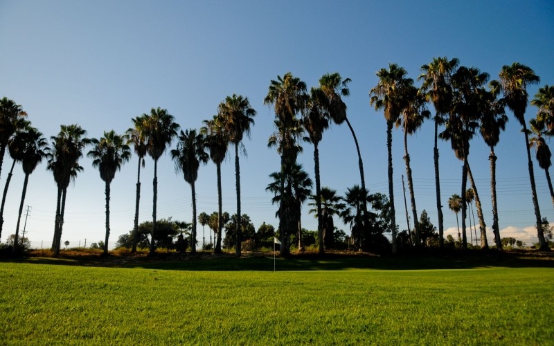 Palm trees on Golf Course